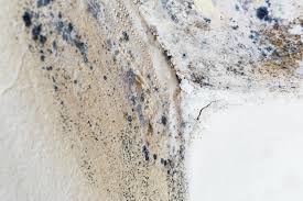 Why You Should Choose Our Mold Remediation Services in Moweaqua, IL